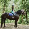 Конный клуб «Mon Ami” - фото (9131-53374)