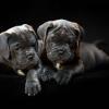 Cane Corso - Di Best Talavera - фото (8213-51500)