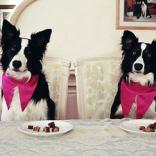 Гостиница для животных «Виктория» - фото (801-3434)