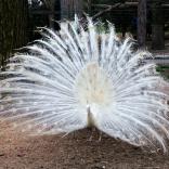 Одеський зоопарк - фото (936-4303)