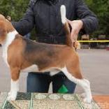 Alpine Flowers - фото (8216-51509)