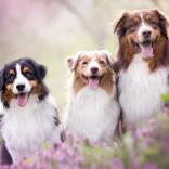 «Зоохобби» - фото (706-2865)