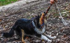 Кинологический центр Лармон - фото (809-3471)