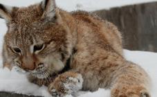 Харківський зоопарк - фото (938-4311)