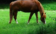 Конный клуб «Родео» - фото (9139-53395)