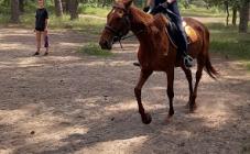 Конный клуб «Мечта» - фото (9136-53386)