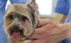 ZOOЛЮКС - фото (638-2412)