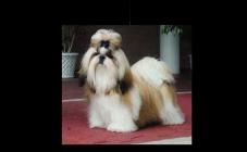 Зоосалон Lovely dogs - фото (815-3503)