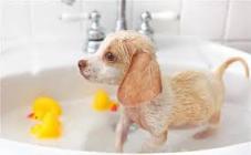 Зоосалон Lovely dogs - фото (815-3504)