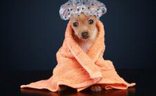 Зоосалон Lovely dogs - фото (815-3505)