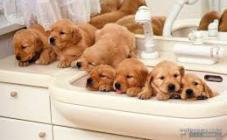 Зоосалон Lovely dogs - фото (815-3506)