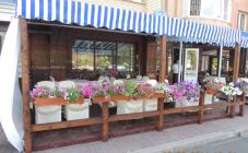 Акула-джаз - фото (6250-41490)