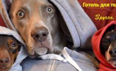 «Центр современной ветеринарной медицины» - фото (707-2886)