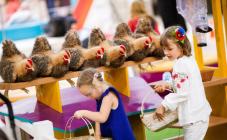 Детский город профессий KidsWill - фото (889-4018)