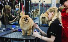 Салон для животных Mary Groom - фото (814-3501)