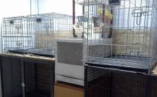 Белый Клык - фото (641-2427)