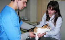 Белый Клык - фото (641-2428)