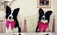 Гостиница для животных «Виктория» - фото (801-3434)