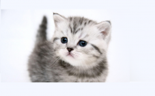 Любимец, гостиница для животных - фото (806-3457)