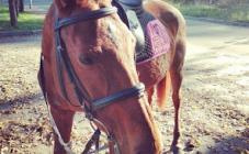 Конный клуб «Мечта» - фото (9136-53385)