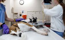 Альфа - фото (639-2415)