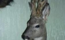 Таксидермическая мастерская  - фото (8566-52443)