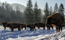 Национальный природный парк «Сколевские Бескиды»  - фото (9549-54018)