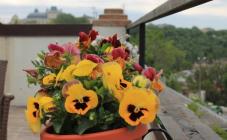 Гостиница Жемчужина - фото (5985-30457)