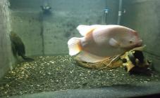 Аквариум пресноводных рыб Днепровского национального университета имени Олеся Гончара - фото (9763-54389)