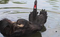 Харківський зоопарк - фото (938-4313)