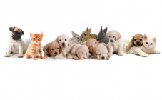 Любимец, гостиница для животных - фото (806-3458)