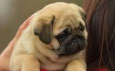 Mansalen - фото (8139-51308)