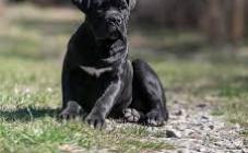 Cane Corso - Di Best Talavera - фото (8213-51502)