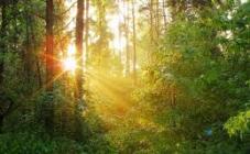 Алексеевский лесопарк - фото (8232-51563)