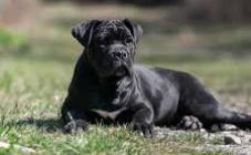 Cane Corso - Di Best Talavera - фото (8213-51503)