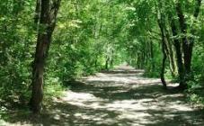 Алексеевский лесопарк - фото (8232-51564)