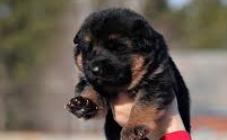 Mansalen - фото (8139-51310)