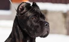 Cane Corso - Di Best Talavera - фото (8213-51504)