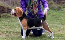 Alpine Flowers - фото (8216-51511)