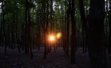 Алексеевский лесопарк - фото (8232-51565)