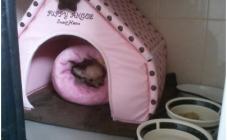 Планета зверей - фото (807-3465)