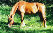 Конный клуб «Родео» - фото (9139-53394)