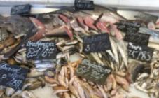 Чорноморка - фото (4768-24129)