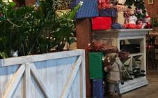 Руккола - фото (4776-24181)