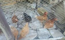 Духмяна печь - фото (4798-24312)