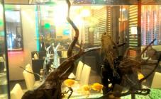 Sushiya - фото (5144-26251)