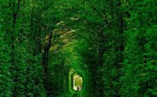 Тоннель любви  - фото (9509-53960)