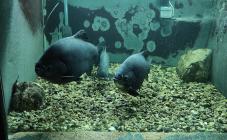 Аквариум пресноводных рыб Днепровского национального университета имени Олеся Гончара - фото (9763-54390)