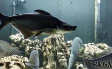 Аквариум пресноводных рыб Днепровского национального университета имени Олеся Гончара - фото (9763-54387)