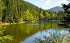 Кузийский заповедный массив  - фото (9554-54024)